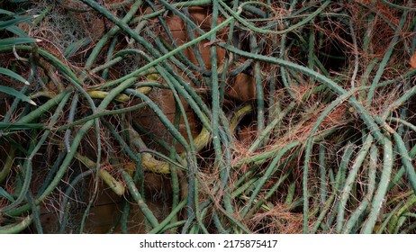 Curly Stems Of Plant Of The Tropics. The Stalks Of Succulents Wrap Around A Wooden Support. Plant With Aerial Roots.