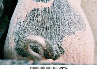 curly tail of a happy, eating pig