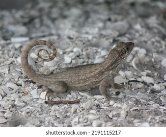 Curly Tail Lizard In Florida