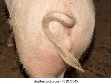 The Curly Tail Of A Piglet