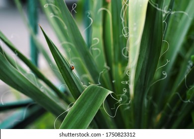 Curly Yucca With A Ladybug On A Leaf In The Afternoon