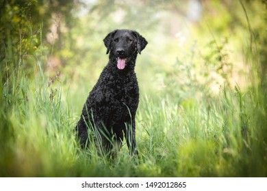 Curly-coated retriever dog in green