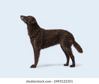 Curly-Coated Retriever standing profile view, dog breeds concept, isolated on white background