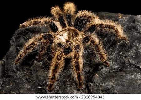The Curlyhair tarantula (Tliltocatl albopilosus)