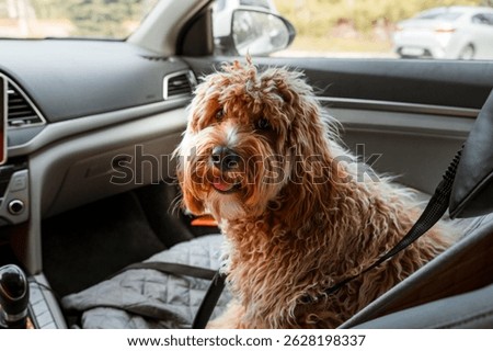 A curly-haired brown Labradoodle or Cavapoo dog rides in the car in the front seat. The breed of the dog is a cross between a poodle.