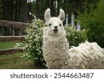 Curly-haired llama standing in a rustic outdoor setting.