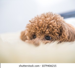 Curly-Haired Toy Poodle