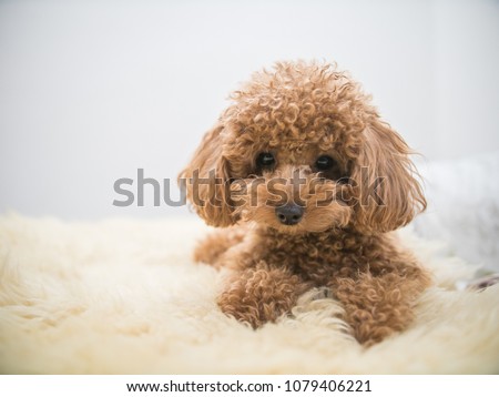 Curly-Haired Toy Poodle