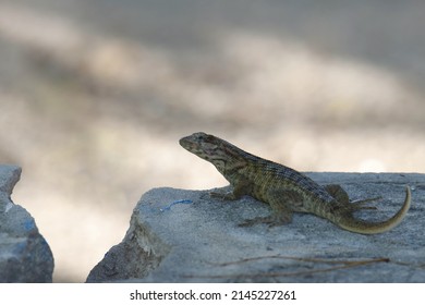 Curly-tailed Lizard (lelocephalus carinatus) poised on a rock