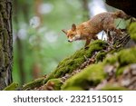 Curoius red fox in the forest. Single animal walking down the mossy rocks in wild nature.