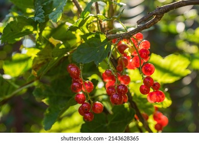 Currant berries lit by the sun on a bush at summer