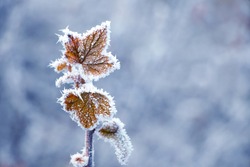 Currant Branch With Frost-covered Dry Leaves On A Blurred Background In Winter