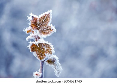 Currant branch with frost-covered dry leaves on a blurred background in winter - Shutterstock ID 2004621740
