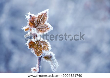 Currant branch with frost-covered dry leaves on a blurred background in winter