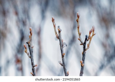 Currant Branches Covered With Ice In The Winter Garden. Icing Due To Bad Weather