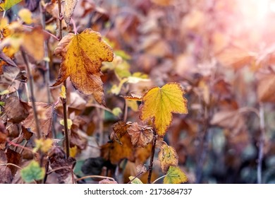 Currant Bush With Dry Autumn Leaves In The Garden In Sunny Weather