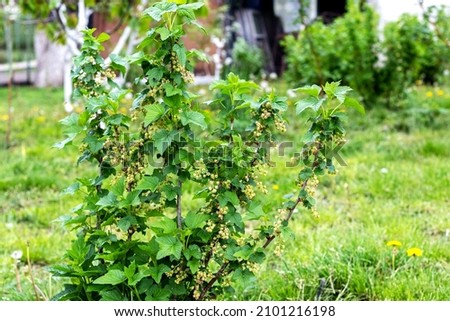 Currant bush in the garden during flowering. Growing currants 