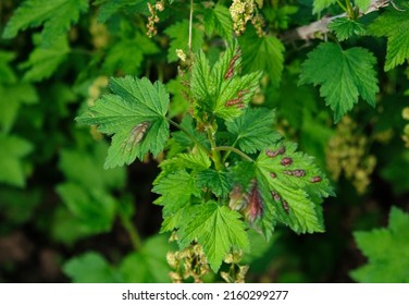 Currant leaf from fungal disease or aphids. Symptoms of damage  - redness leaves of currant, brown blisters on green leaves. Disease of currants, infection with Gallic aphids (Anthracnose). 