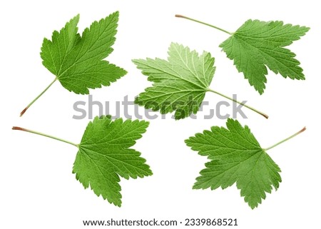 Currant Leaf isolated on white background, clipping path, full depth of field