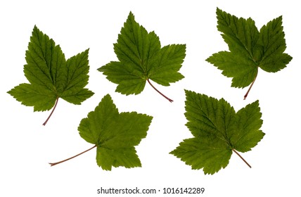 142 Elemental herbology Images, Stock Photos & Vectors | Shutterstock