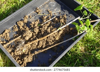 Currant plant stems with developing roots and new leaves, prepared for propagation and planting in a gardening tray outdoors