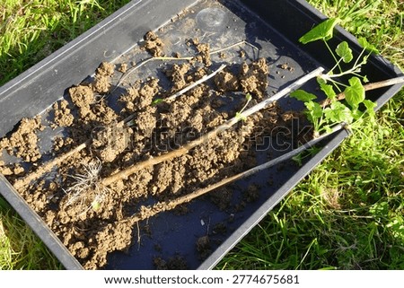Currant plant stems with developing roots and new leaves, prepared for propagation and planting in a gardening tray outdoors