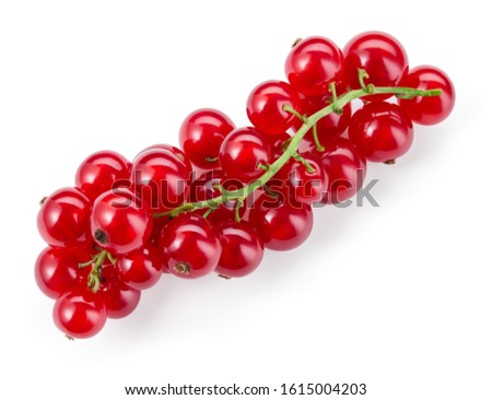 Currants on branch. Red currant isolated. Currant red on white background. Top view. Currants on white.