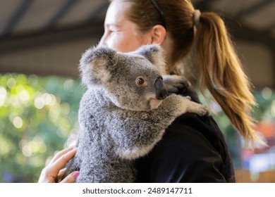 Currumbin, June 29, 2024. Close up view of a Koala face and eyes seen with zoomkeeper