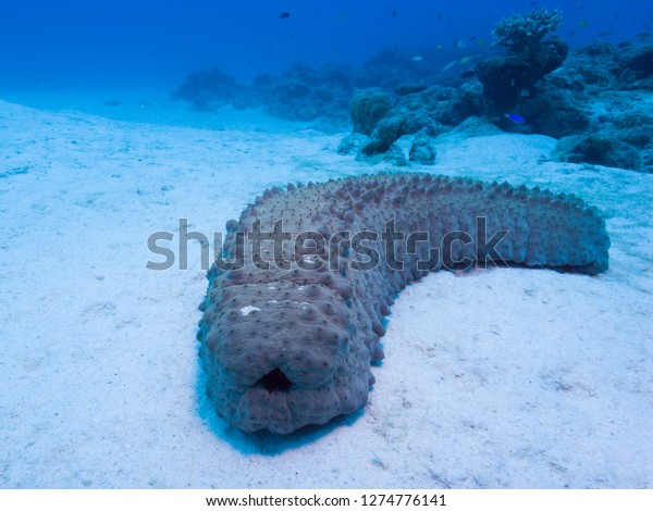 Curry Fish Sea Cucumber Crawling On Stock Photo Edit Now 1274776141