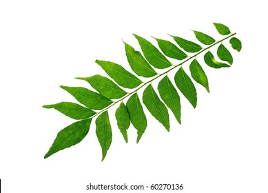 115,359 Curry leaves Images, Stock Photos & Vectors | Shutterstock