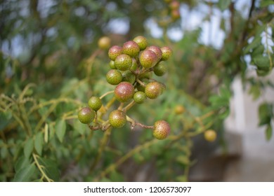 Curry Leaf Seeds - Shutterstock ID 1206573097