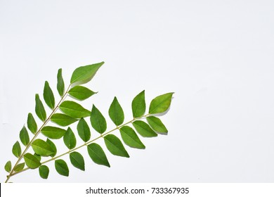 Curry Leaves On White Background Isolated Stock Photo 733367935 ...