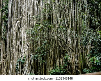 Curtain Fig Tree Australia