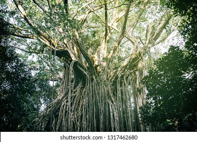 Curtain Fig Tree, Australia