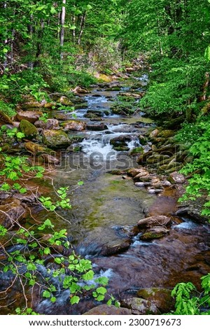Curtis Creek near Curtis Creek Campground in the Pisgah National Forest North Carolina.