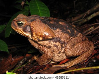 Cururu Toad