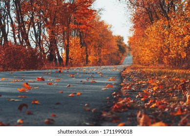 Curve asphalt road in autumn fall forest. Autumnal background. Selective focus