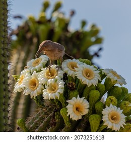 A Curve Billed Thrasher And A Bee Face Off On A Saguaro Covered In Blossoms.