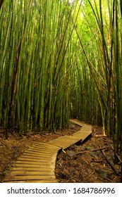 Maui Bamboo Forest High Res Stock Images Shutterstock