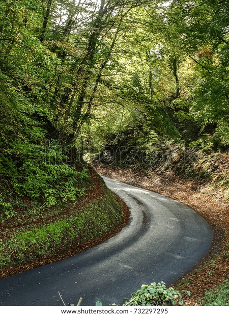A curve in a road,\
with autumn leaves