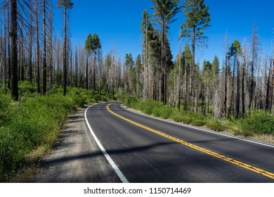 Curve in the road and Fire damage among the trees, leaving only the growth at the tops. - Powered by Shutterstock