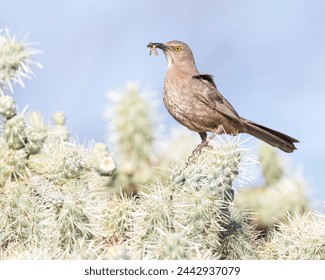 A Curve-billed Thrasher has food for its nestlings; Tucson, AZ