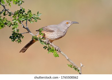Curve-billed Thrasher on branch (Toxostoma curvirostra), South Texas, USA