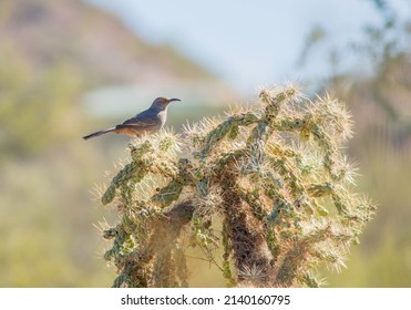 a curve-billed thrasher perched atop a cholla tree cactus in the Saguaro National Park outside Tucson Arizona. 