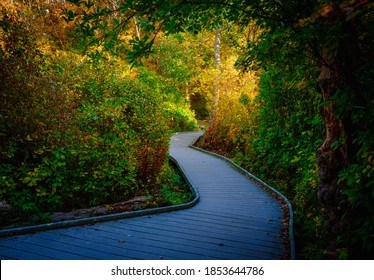 Curved Boardwalk In The Maple Forest On Cape Cod In Autumn Woods