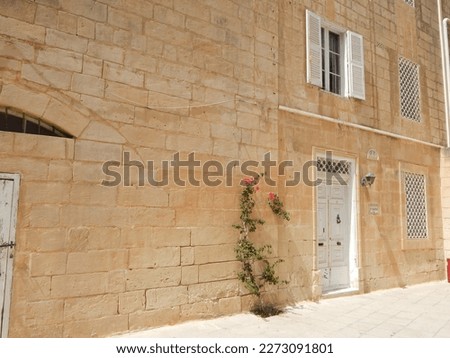 Curved branch of red Bougainvillea on yellow limestone wall of old medieval building with  white vintage door 