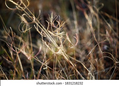 Feathery Images, Stock Photos & Vectors | Shutterstock