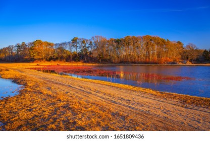 Curved Grassy Footpath In Cranberry Bog On Cape Cod