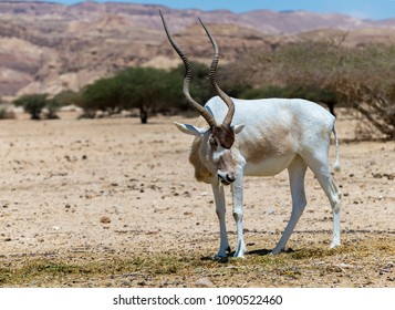 Curved Horned Antelope Addax (Addax Nasomaculatus) Is A Wild Native Species Of The Sahara Desert
