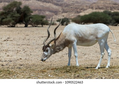 Curved Horned Antelope Addax (Addax Nasomaculatus) Is A Wild Native Species Of The Sahara Desert
